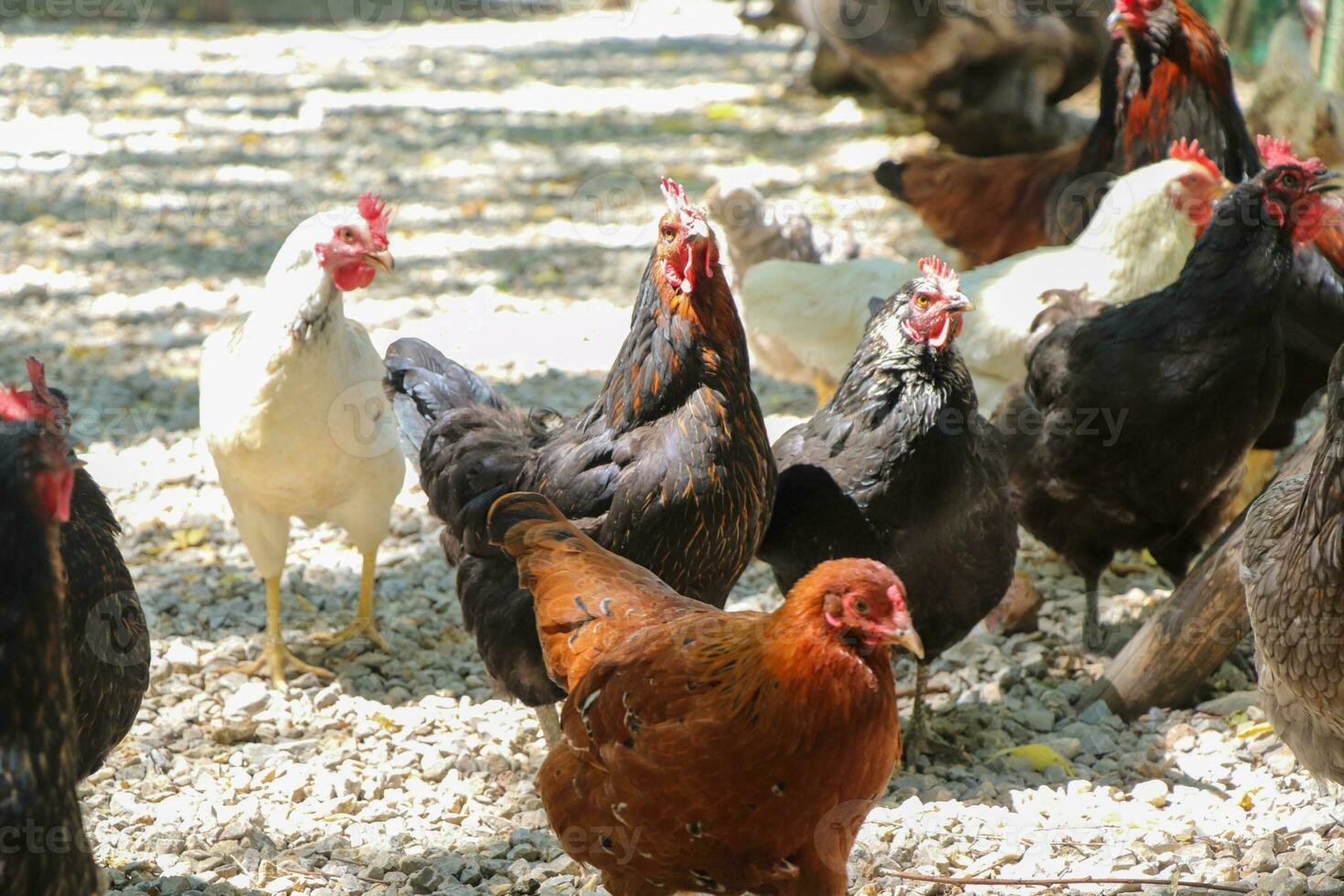 Roosters grazes freely in the garden. Farm poultry photo
