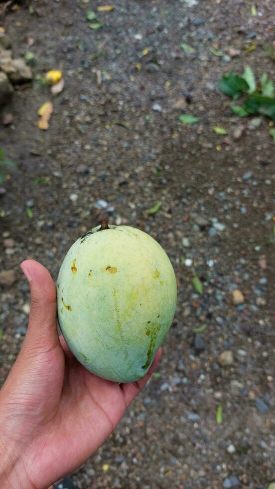 a ripe mango is held by a man photo