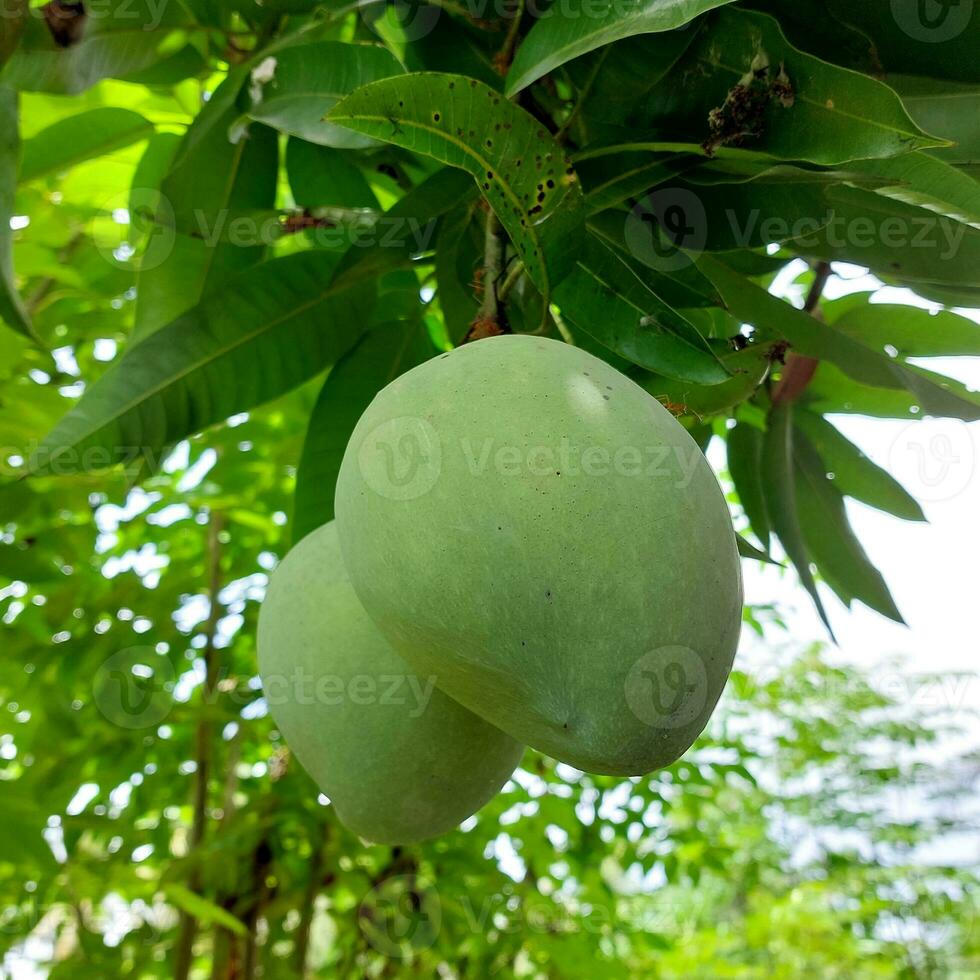 Bunch of green ripe mango on tree in garden. Selective focus photo