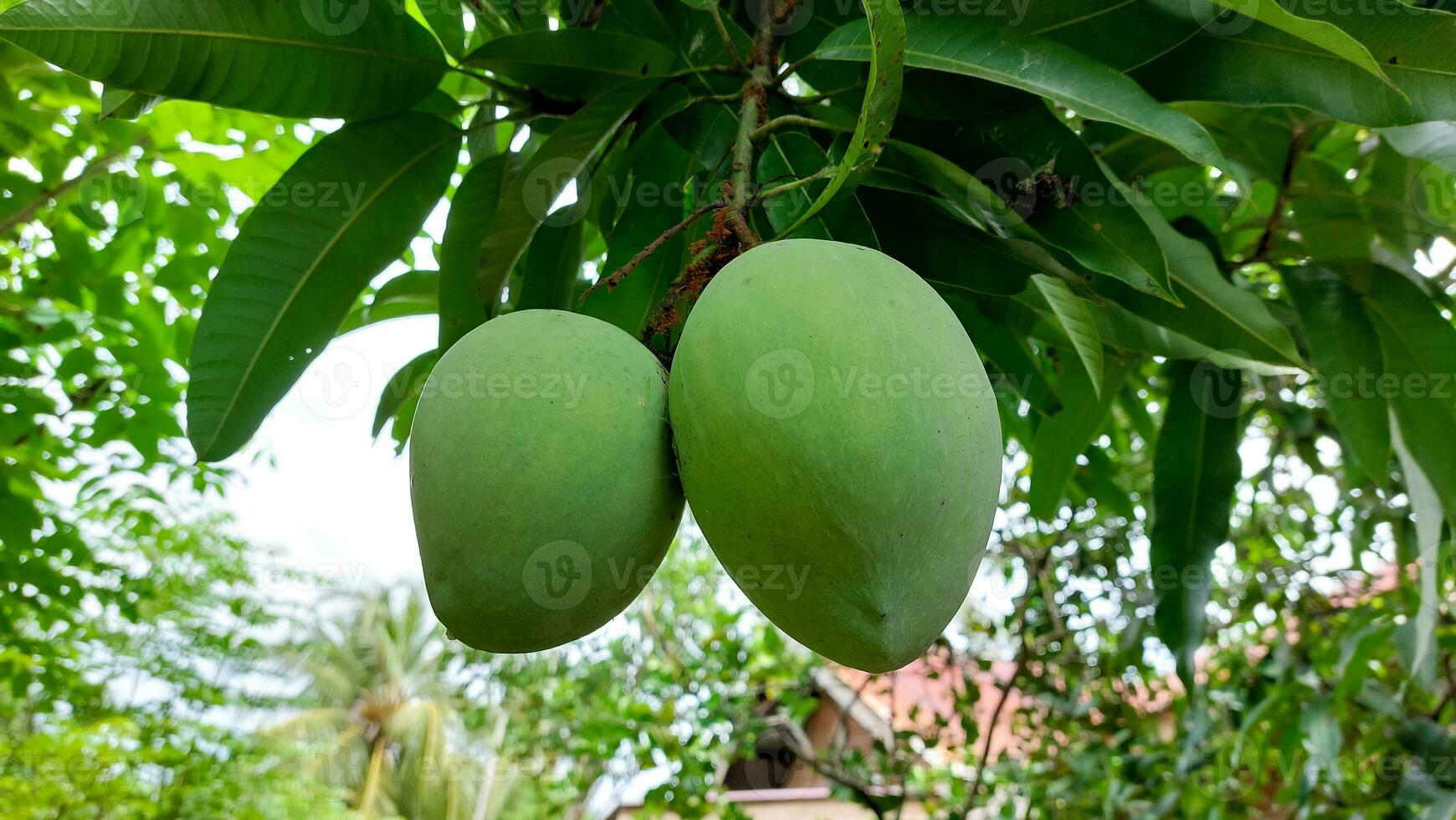 Bunch of green ripe mango on tree in garden. Selective focus photo