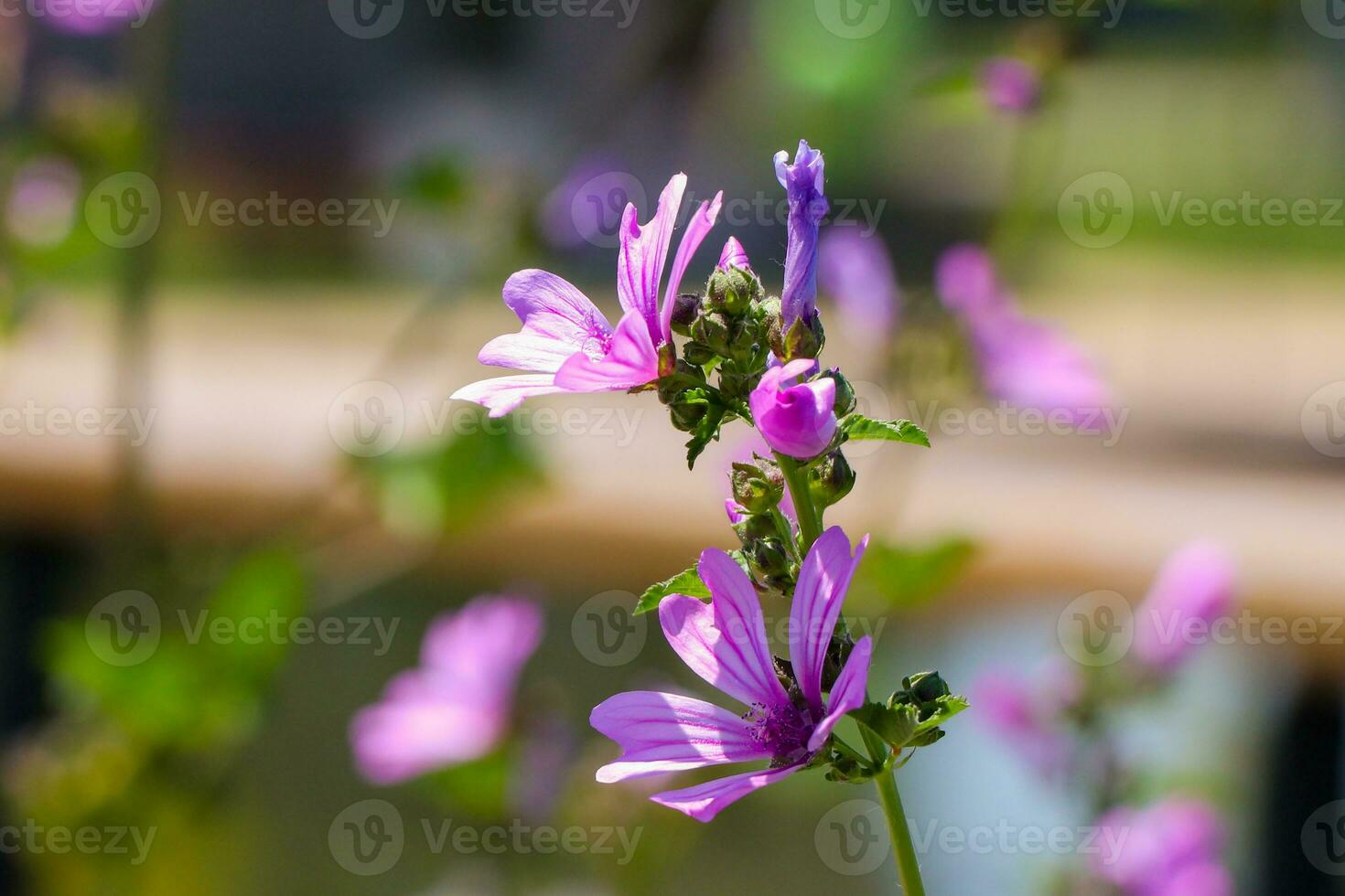 Multicolored cosmos flowers in meadow in spring summer nature against blue sky. Selective soft focus. photo