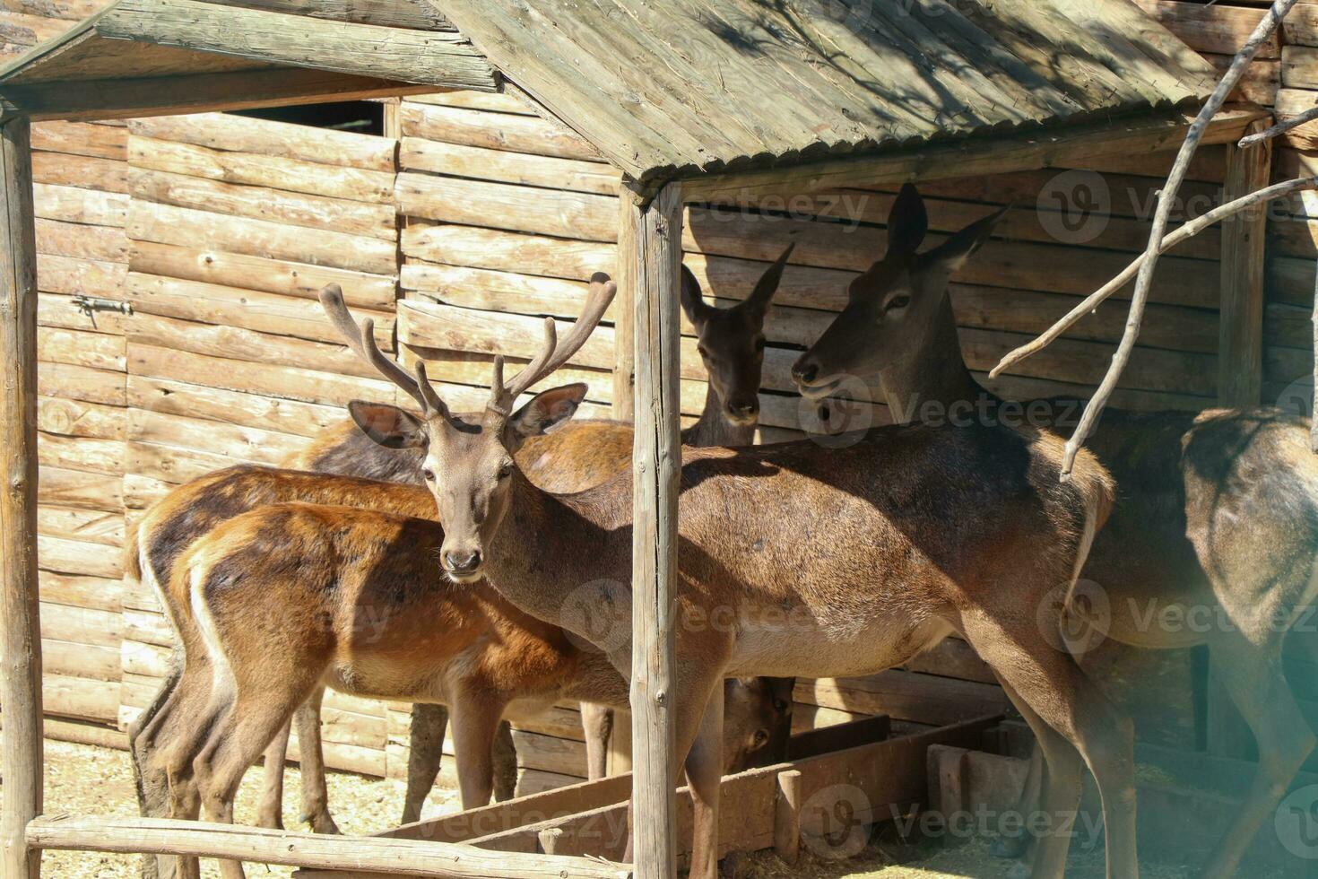 Longhorn deer walking in a nature park. Photo of deer roaming on a sunny day.