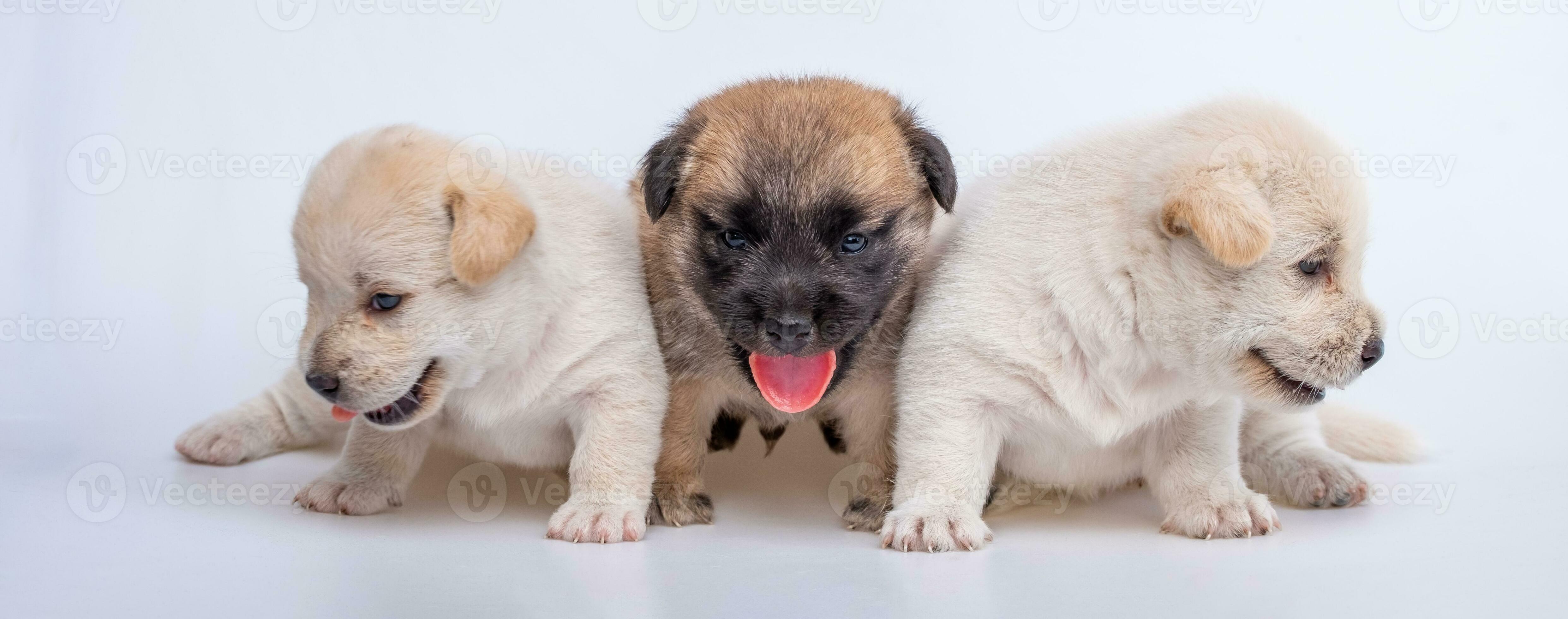 cute newborn puppies