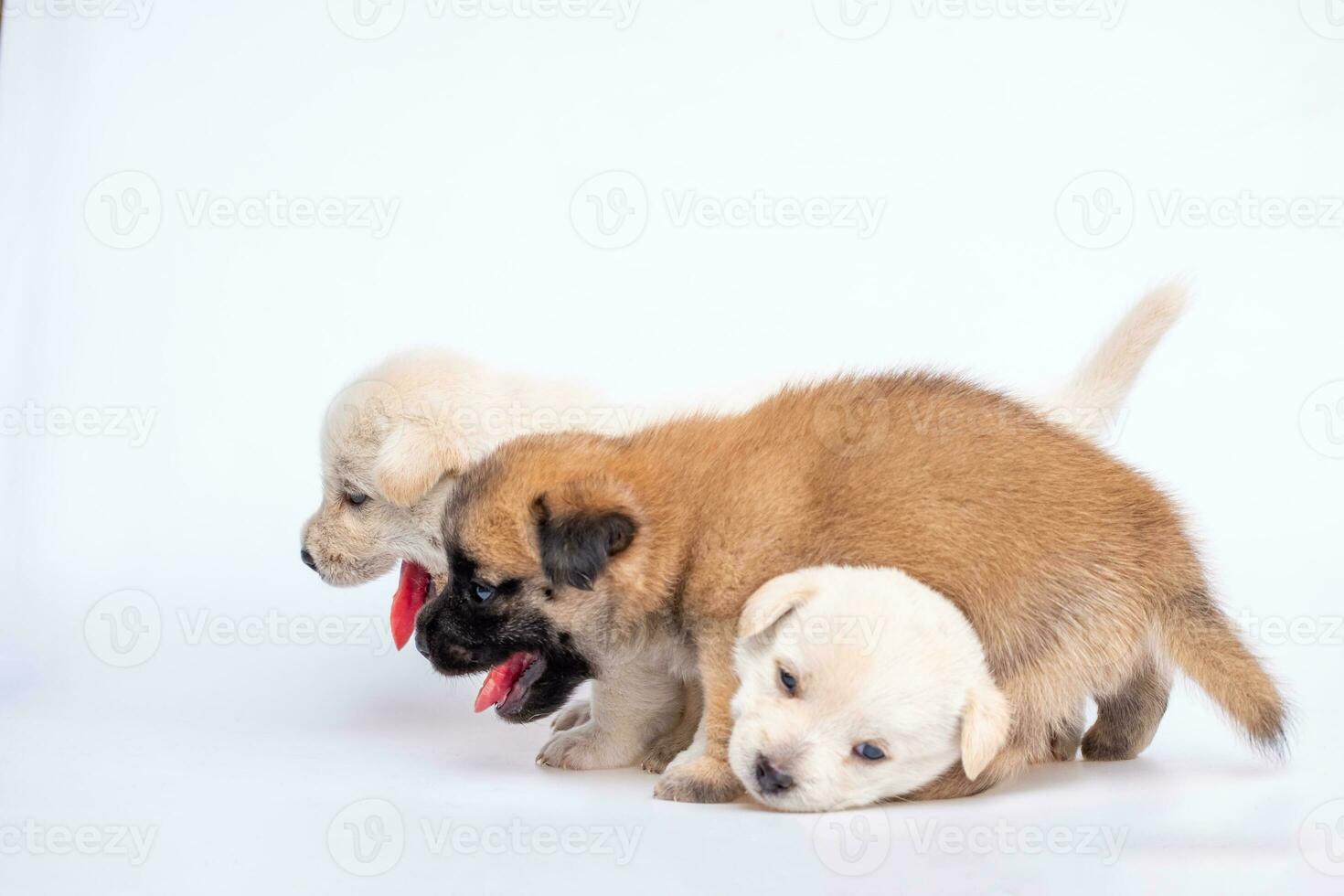 Cute newborn of puppy dog isolated on white background, Group of small puppy white and brown dog photo