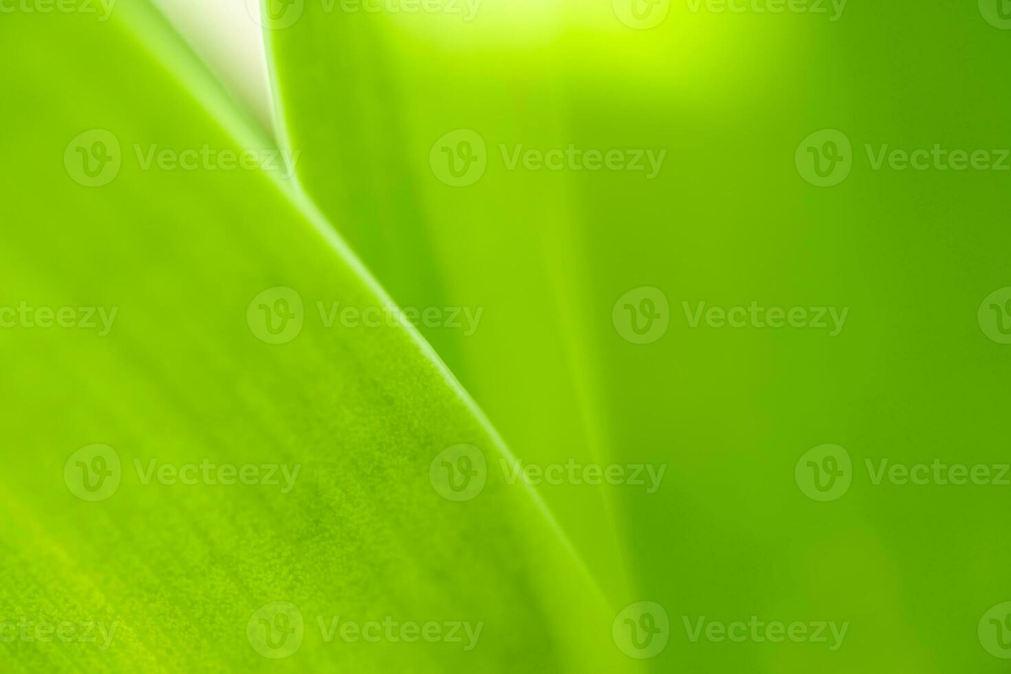 Nature view of green leaf on blurred greenery background in garden with copy space using as background natural green plants landscape, ecology, fresh wallpaper photo