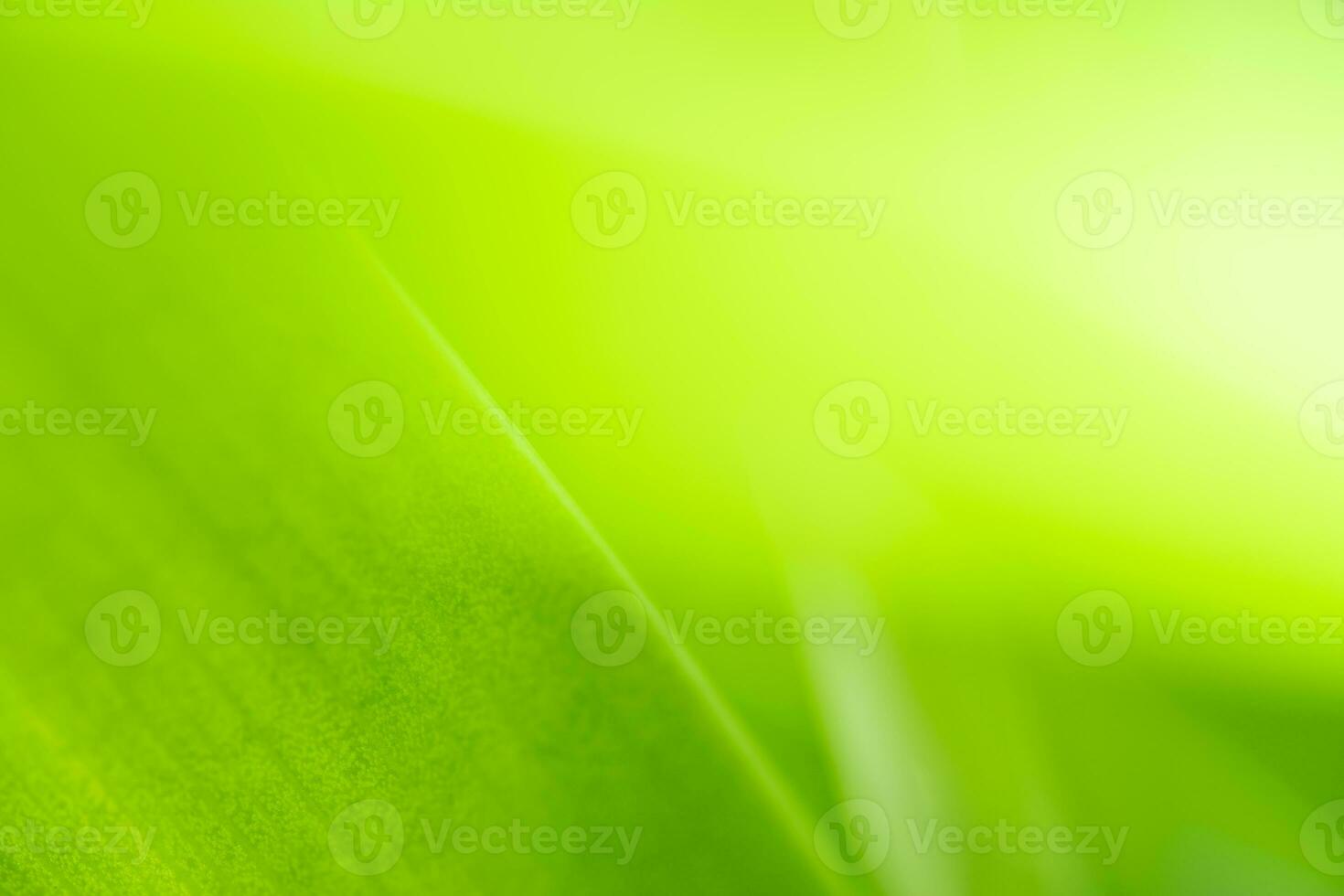 vista de la naturaleza de la hoja verde sobre fondo verde borroso en el jardín con espacio de copia usando como fondo el paisaje de plantas verdes naturales, ecología, papel pintado fresco foto