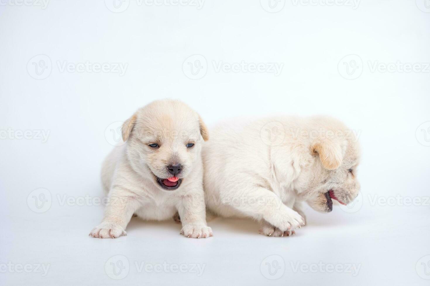 linda recién nacido de perrito perro aislado en blanco fondo, grupo de pequeño perrito blanco perro foto