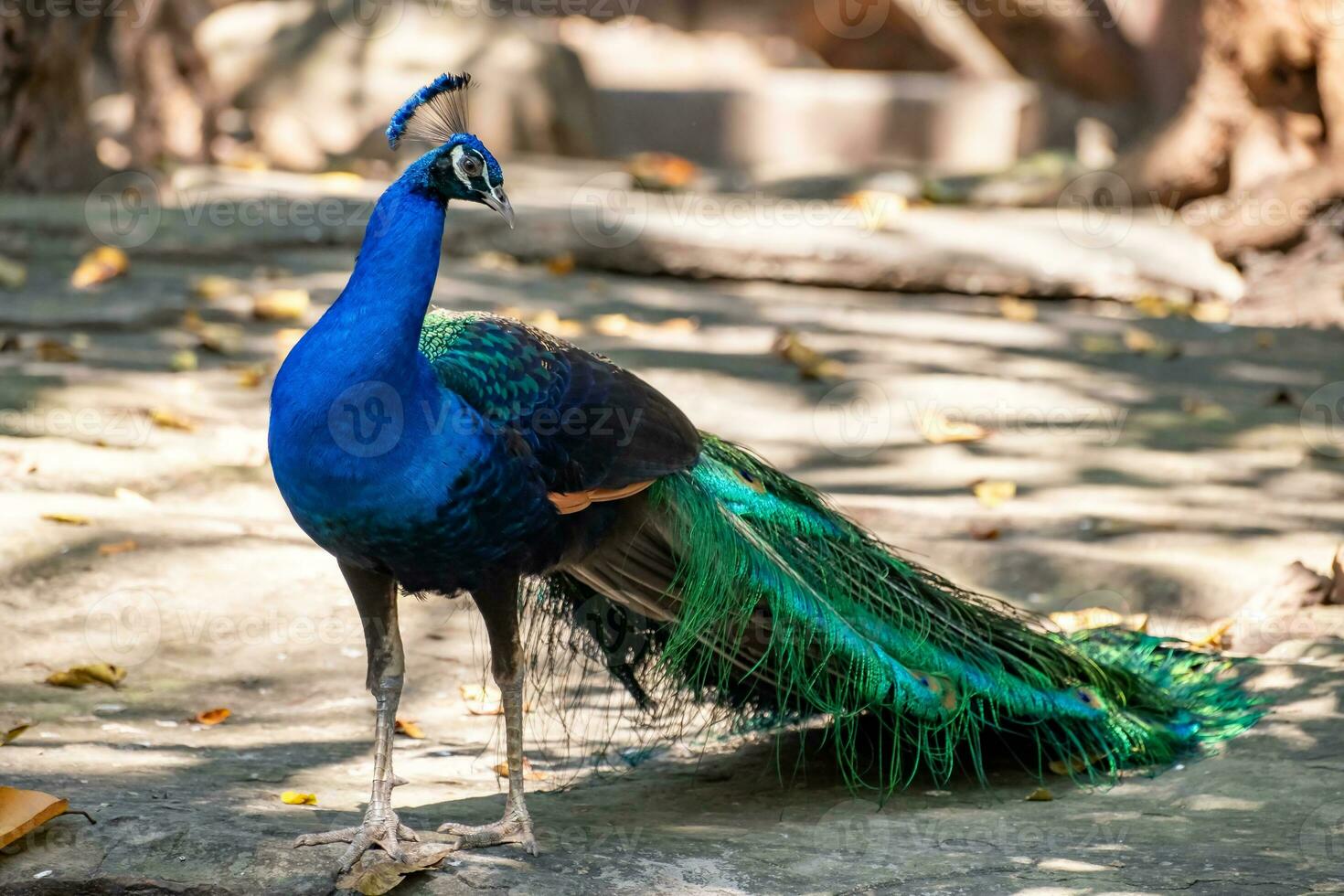 Peacock standing on a rock in the zoo photo