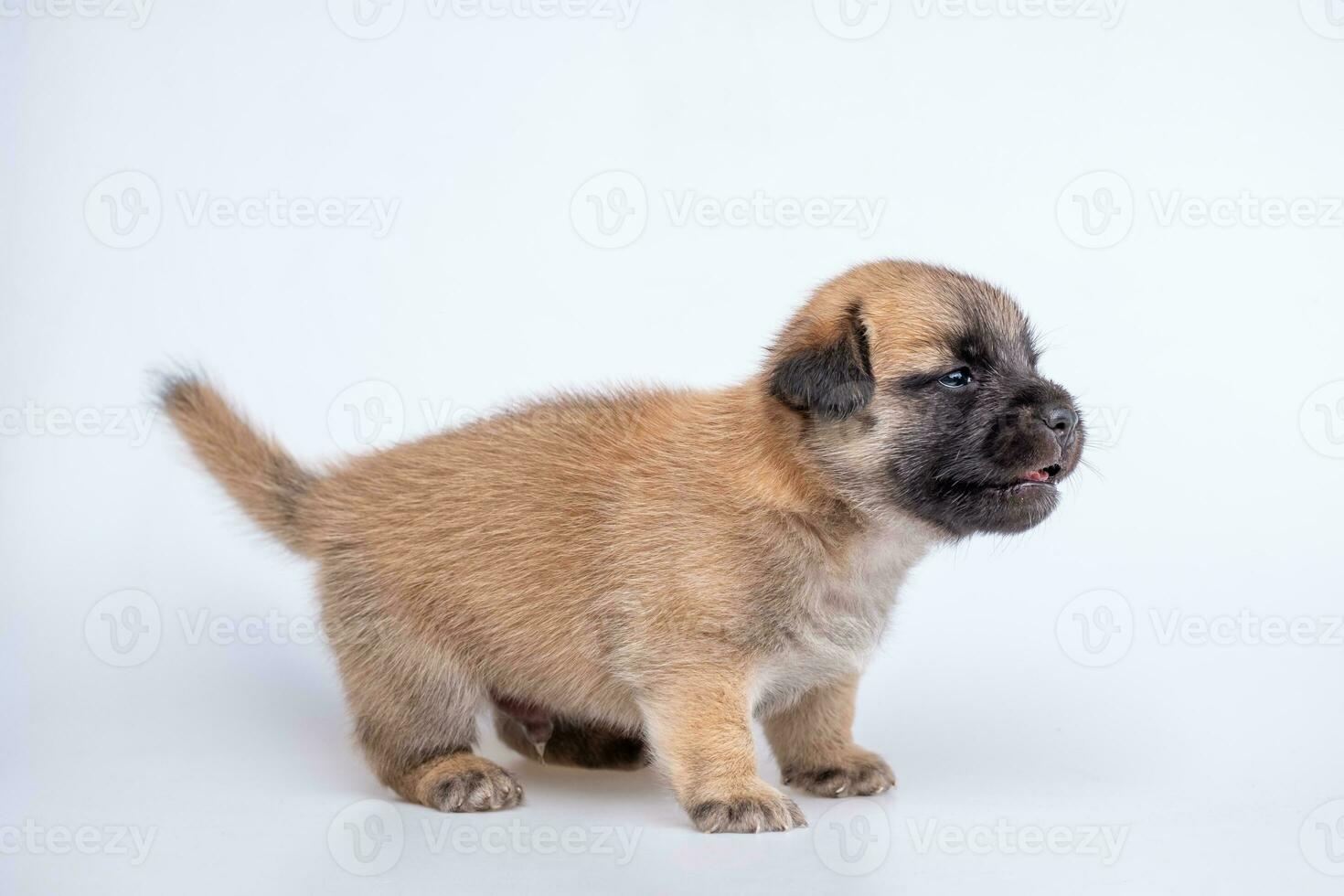 linda recién nacido de perrito perro aislado en blanco fondo, lleno cuerpo en pie de pequeño marrón perro foto