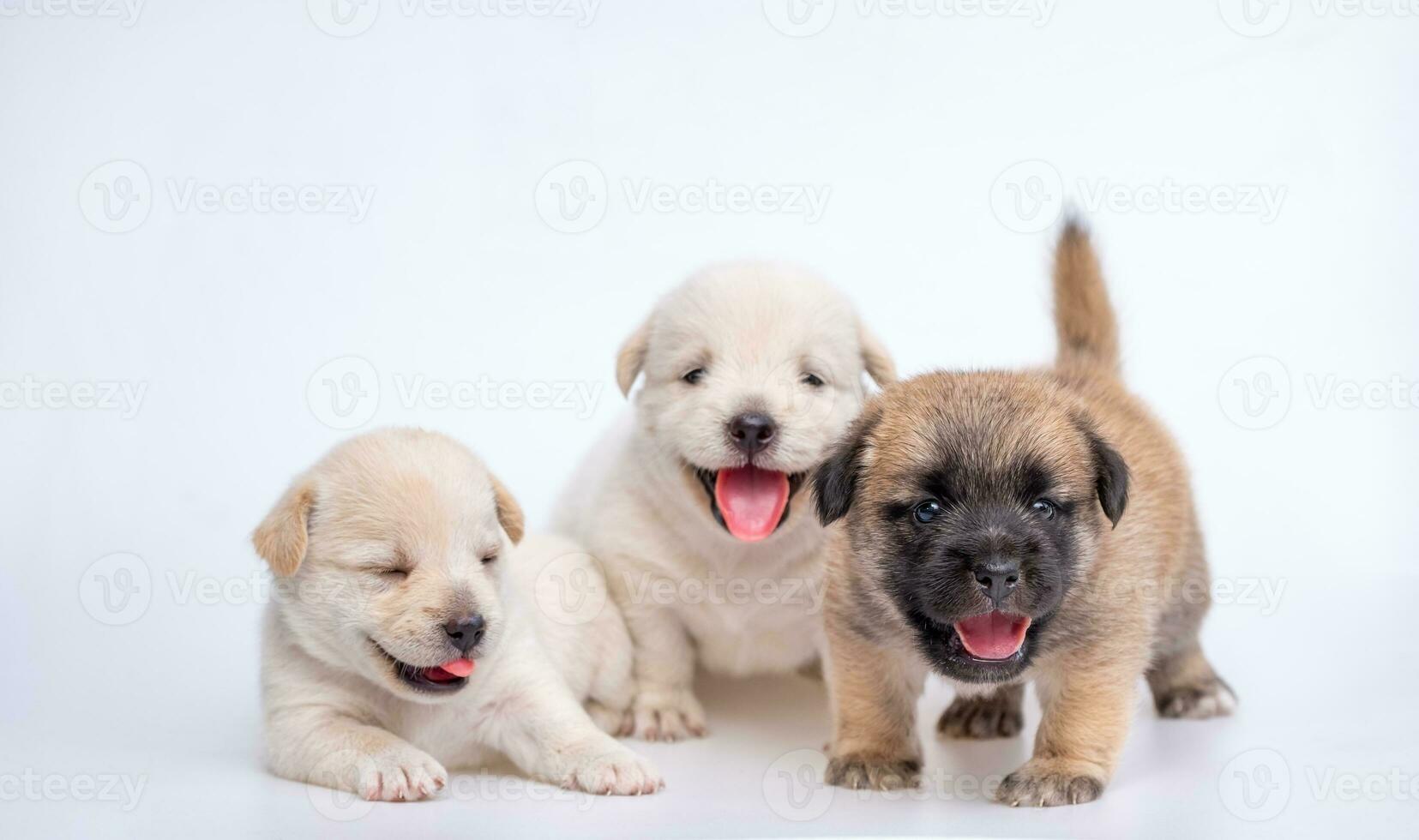 Cute newborn of puppy dog isolated on white background, Group of small puppy white and brown dog photo