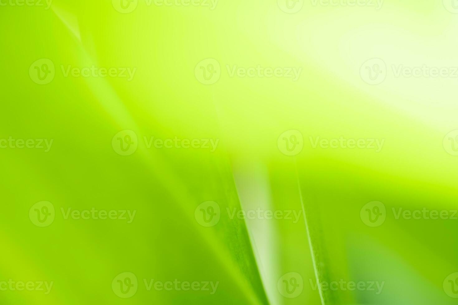 Nature view of green leaf on blurred greenery background in garden with copy space using as background natural green plants landscape, ecology, fresh wallpaper photo