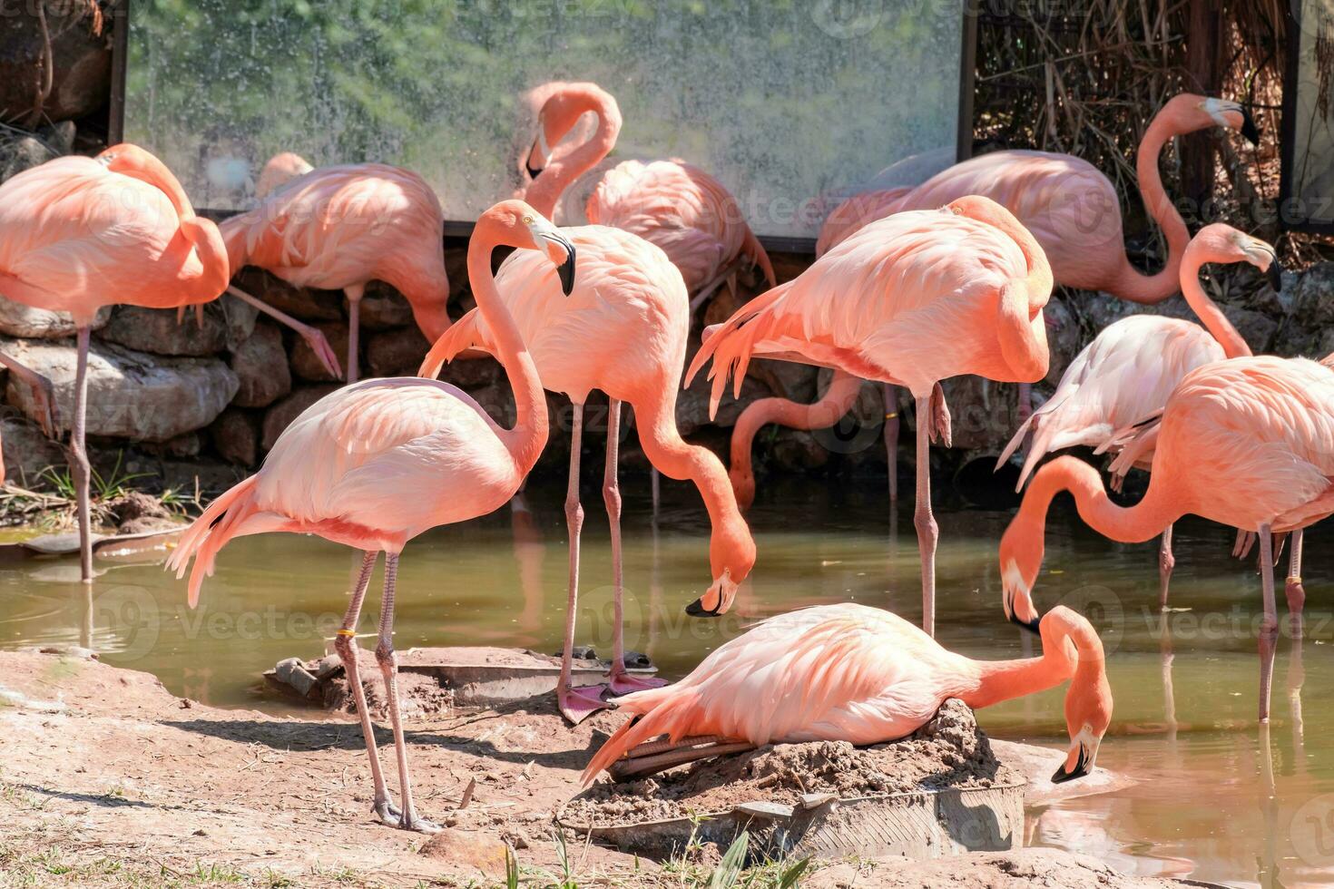 flock of pink flamingos walking by the river in the zoo. photo