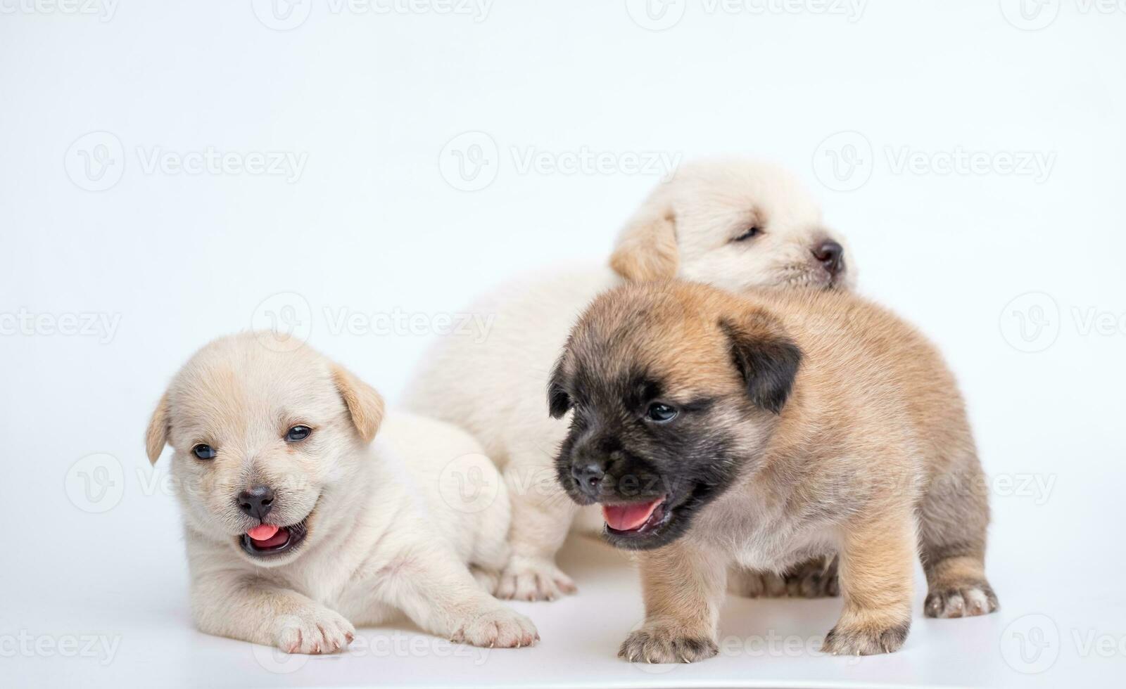 linda recién nacido de perrito perro aislado en blanco fondo, grupo de pequeño perrito blanco y marrón perro foto