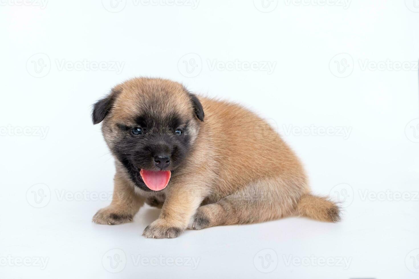 Cute newborn of puppy dog isolated on white background,  Full body standing of small brown dog photo