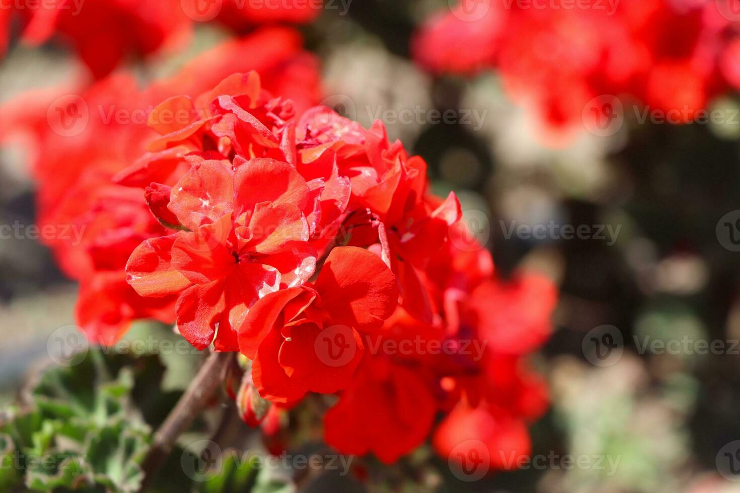 Azalea blooming in the garden. Red flowers on a bush. photo