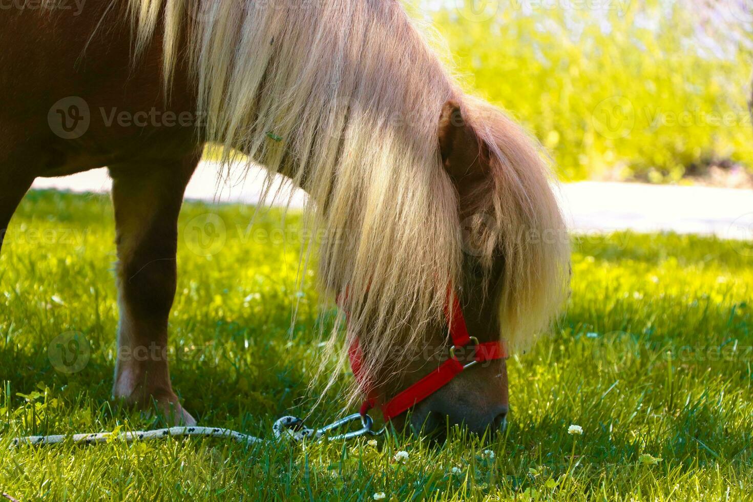 pequeño palomino poni caballo con blanco melena roza en el césped y come verde césped a puesta de sol foto