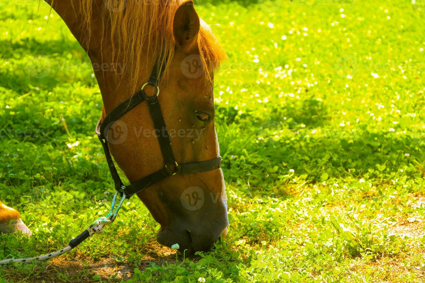 In the morning the horses graze in nature photo