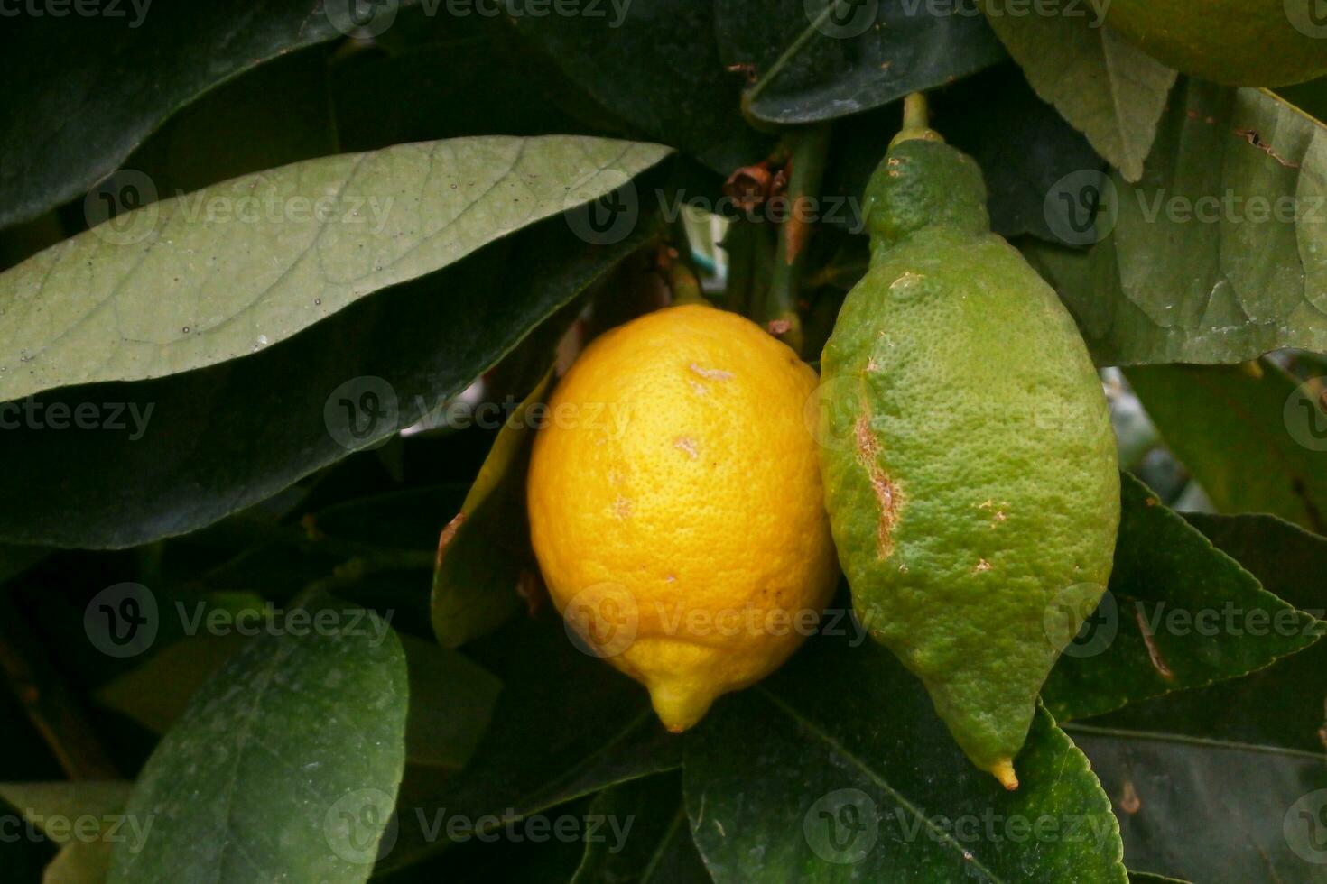 Close-up on a yellow and a green lemon in a tree photo