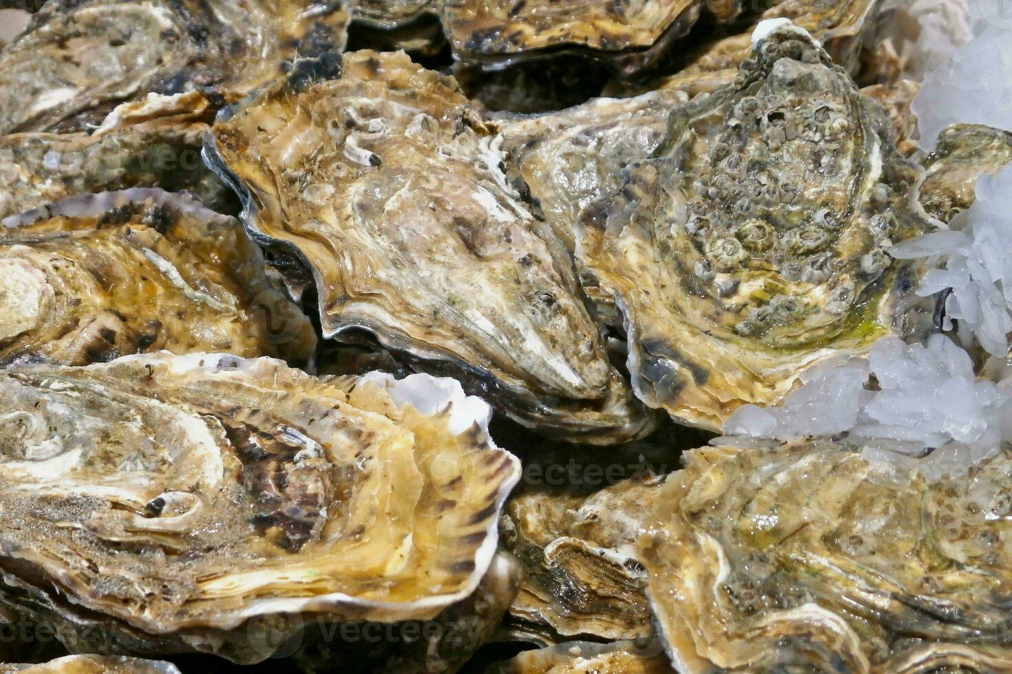 Oysters for sale at a market stall photo