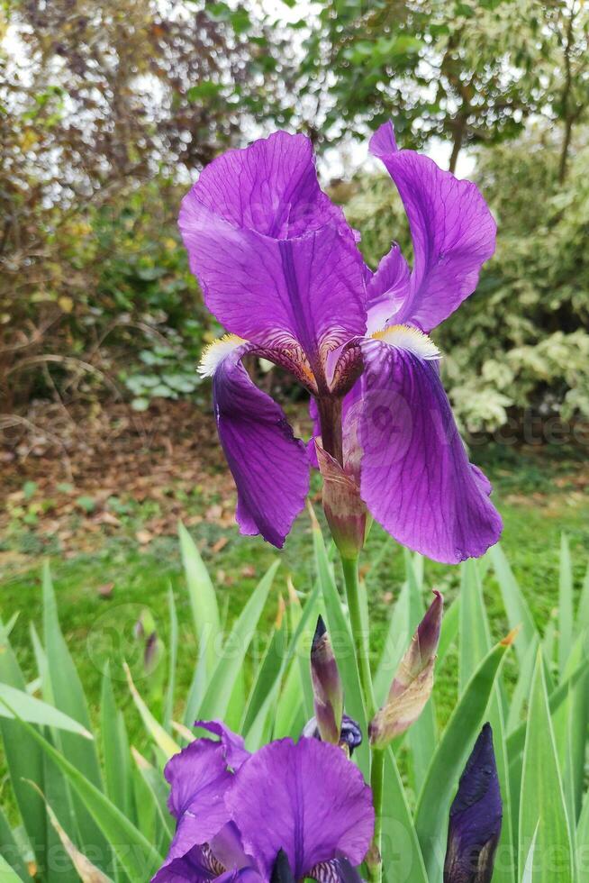 púrpura barbado iris flor foto