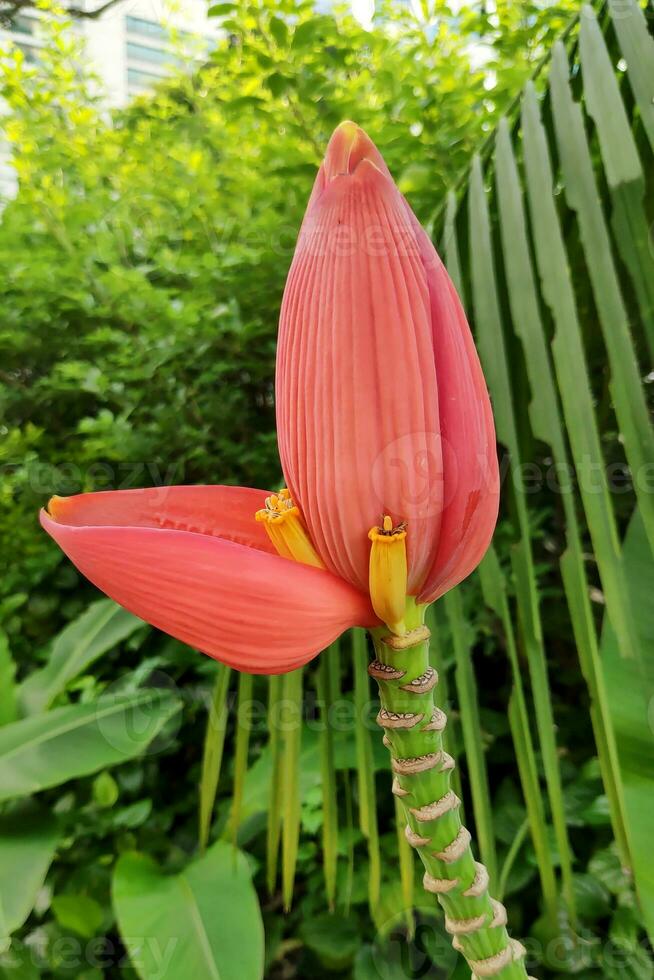 Pink banana flower photo