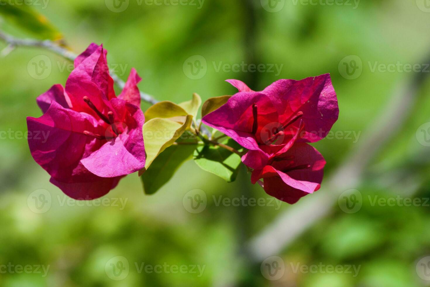 Fuchsia flower-like spring leaves of a Bougainvillea photo
