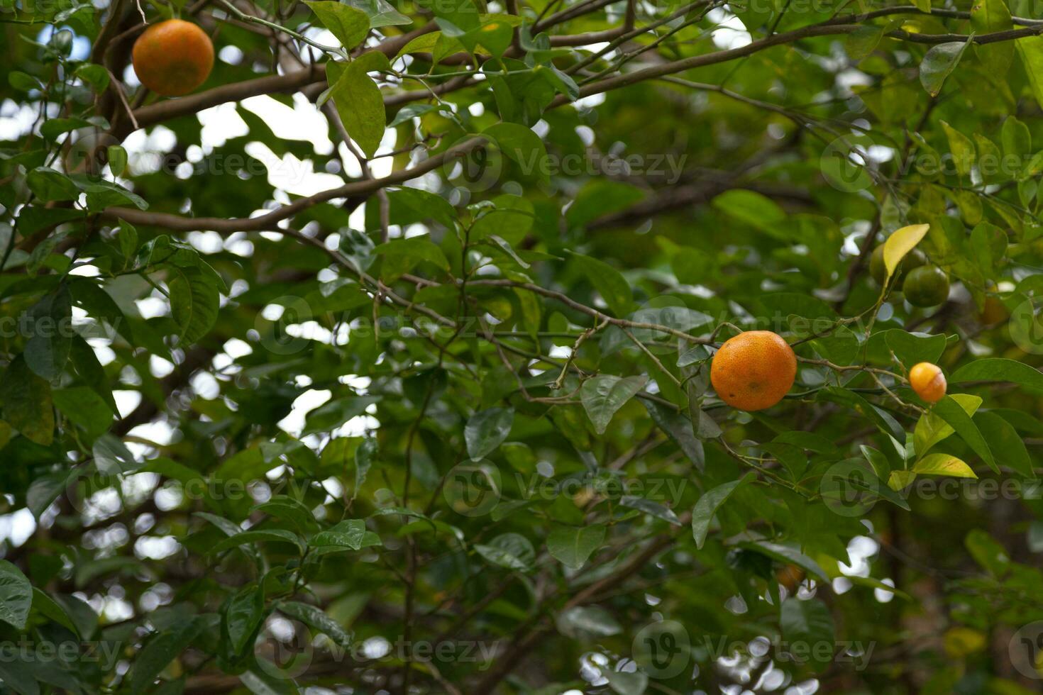 Close-up on mandarin oranges in a tree photo