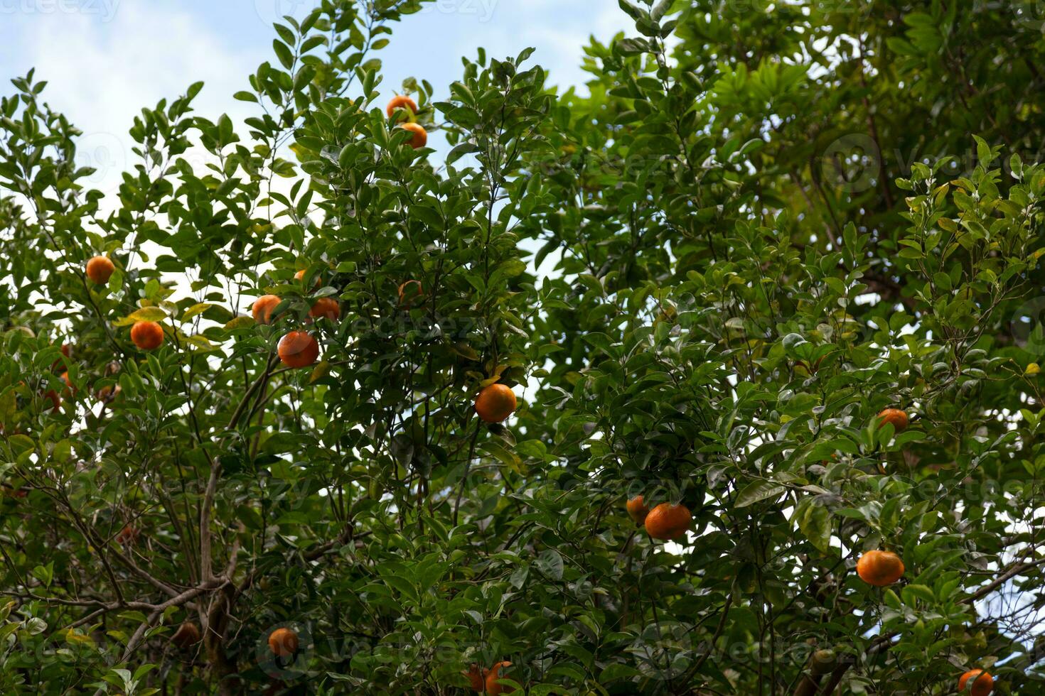 Close-up on mandarin oranges in a tree photo