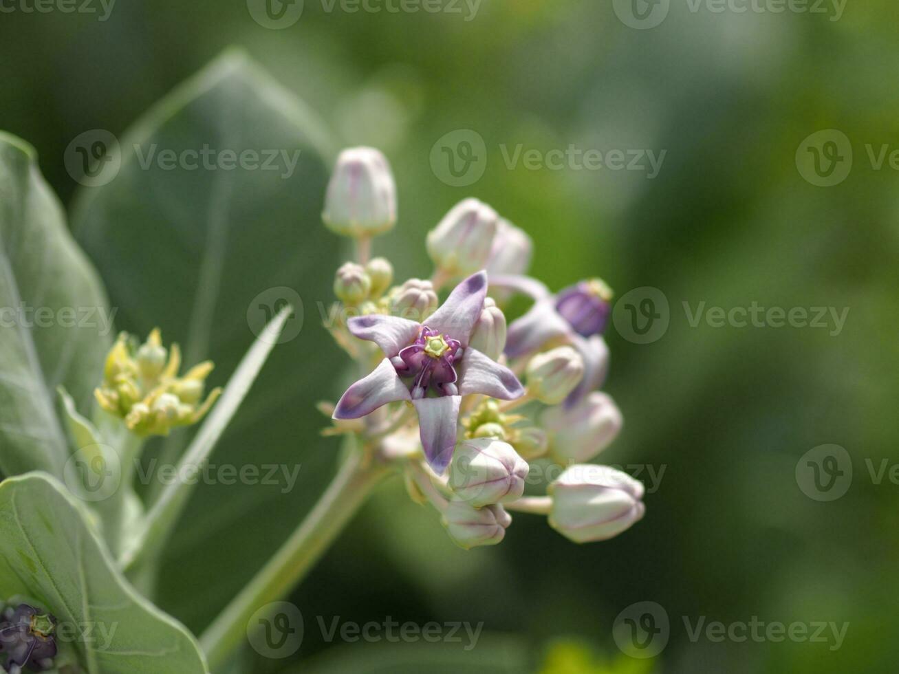 crown flower, Calotropis gigantea, Apocynaceae, Asclepiadoideae five sepals, which have cones connected together have dark and soft purple color photo