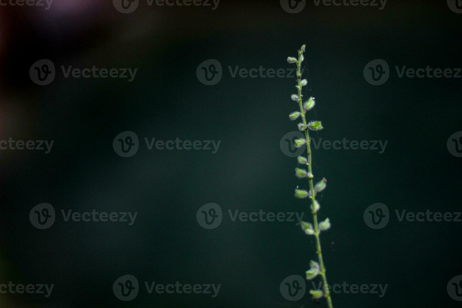 wild plants flower background photo