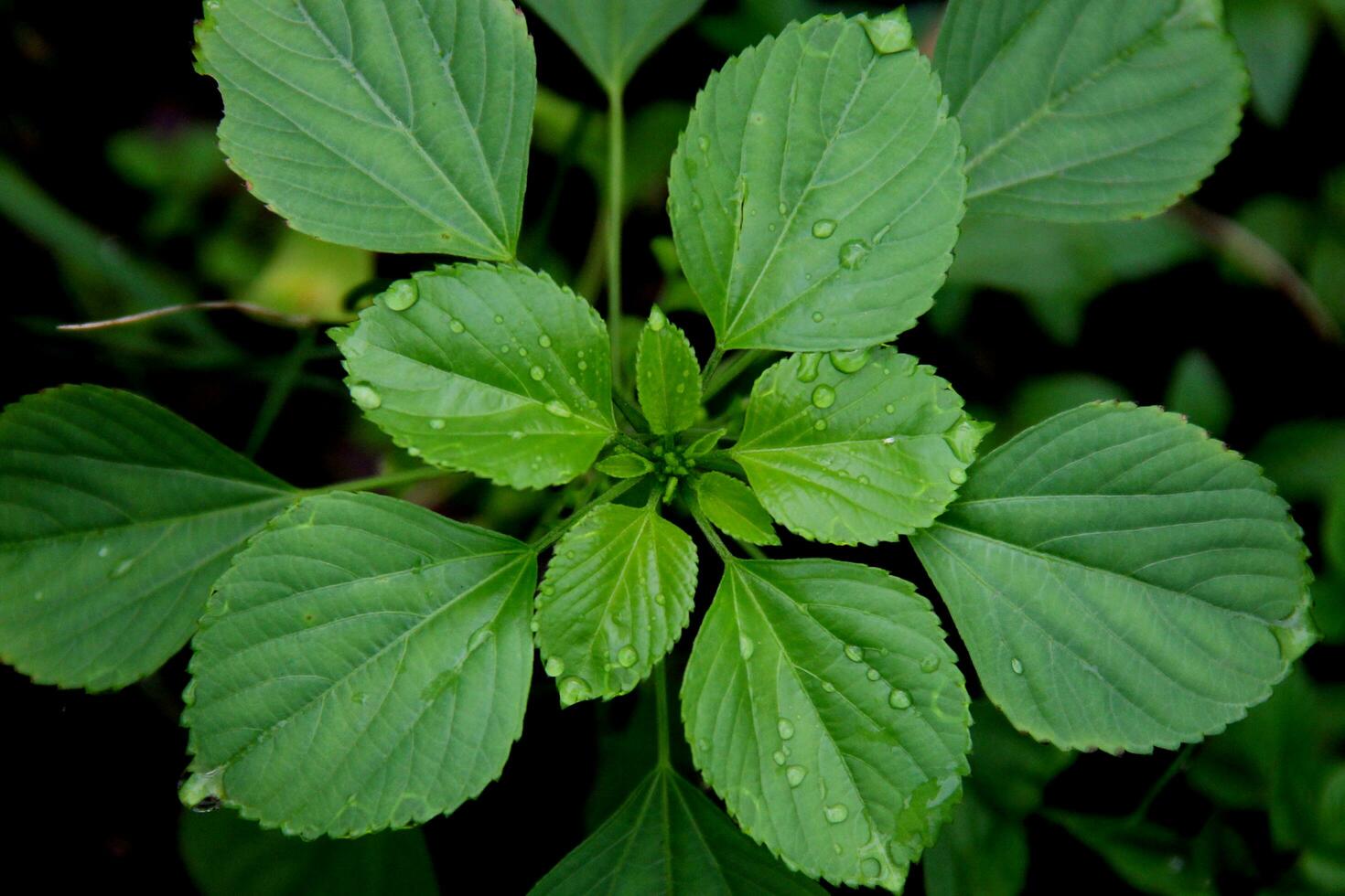 green leaf texture wild plant background photo