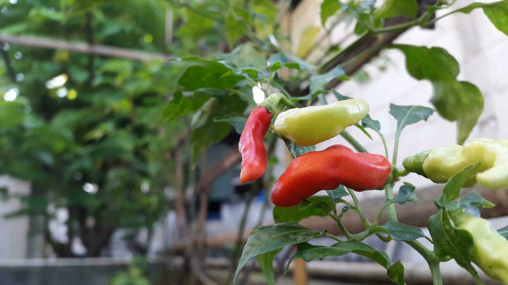 chili trees bearing green, yellow and red fruits in the garden photo