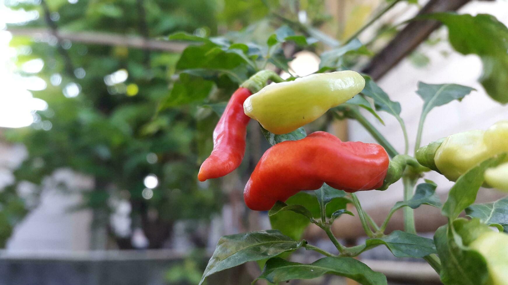 chili trees bearing green, yellow and red fruits in the garden photo