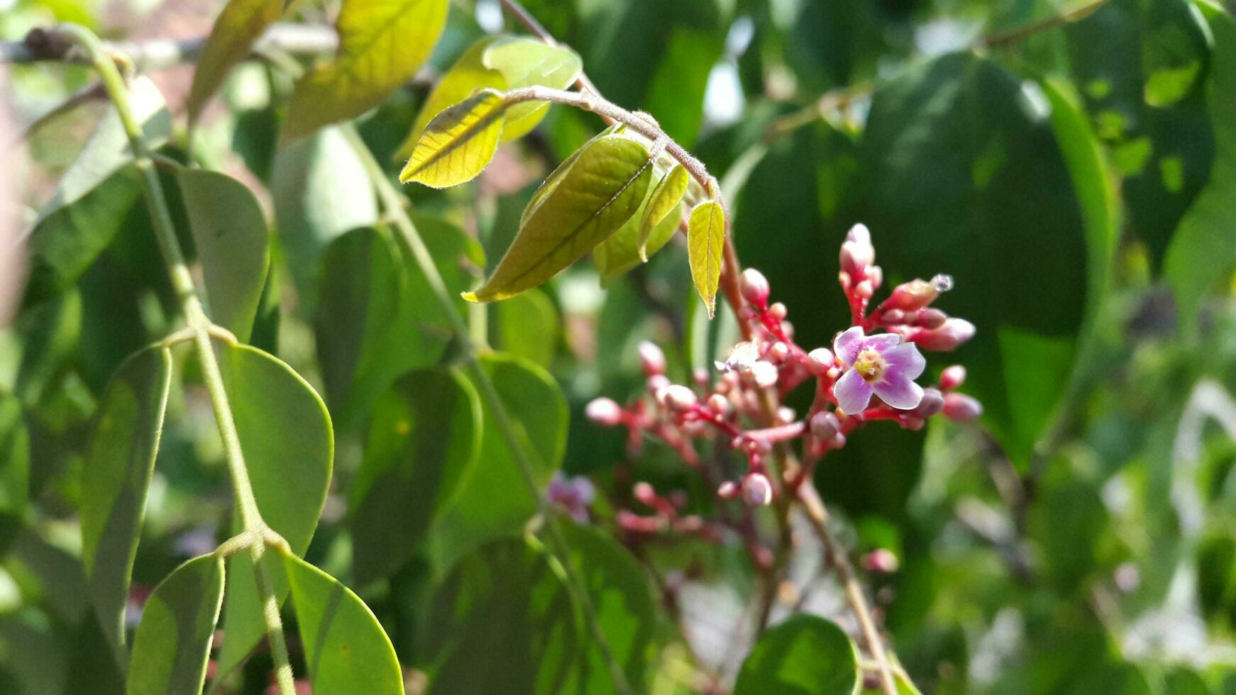Lush and green star fruit trees bloom and bear fruit in the garden photo
