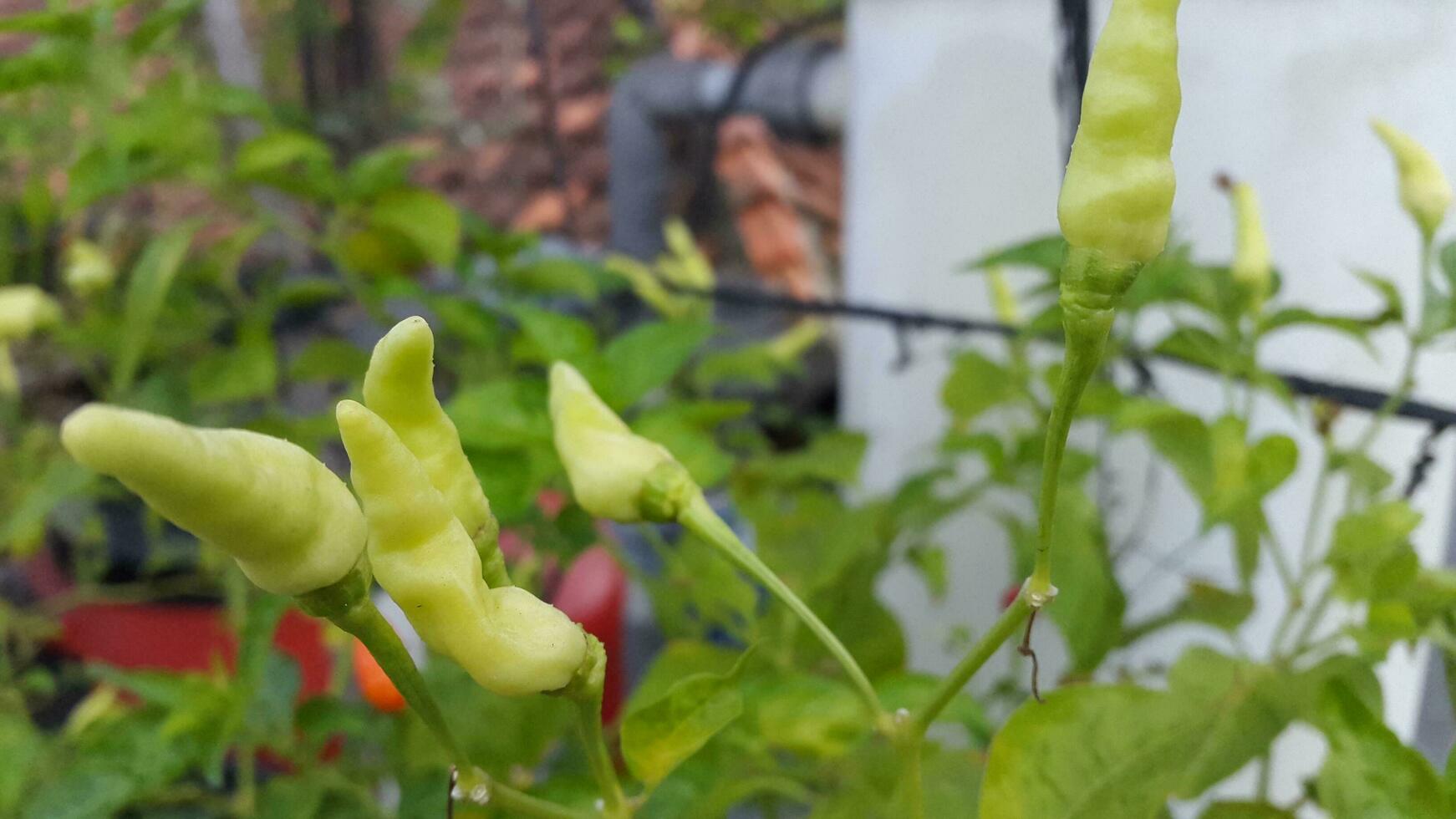 chili trees bearing green, yellow and red fruits in the garden photo