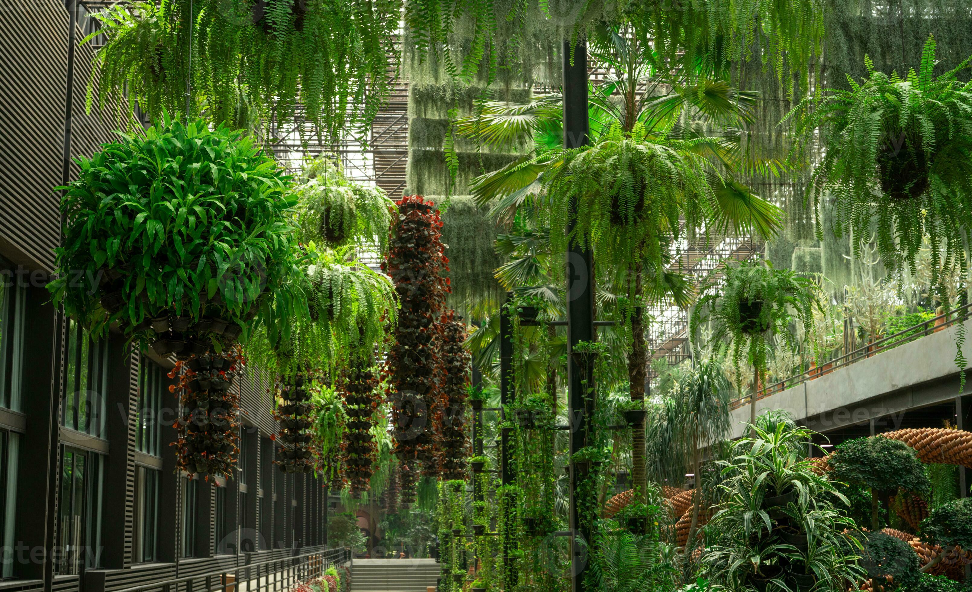 Green ornamental plant in hanging baskets. Plants in hanging pot