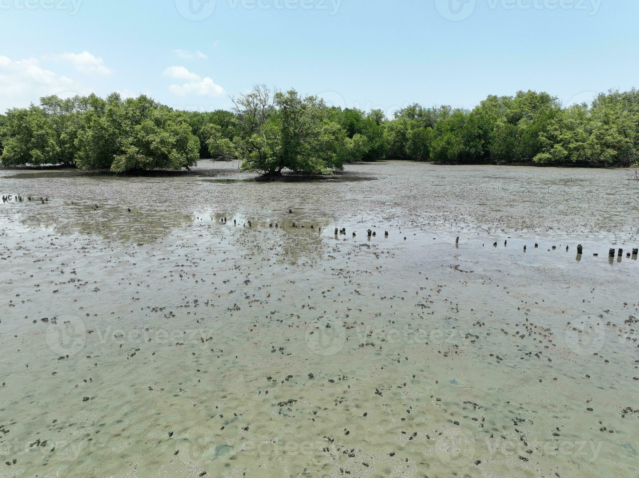 Carbon capture concept. Natural carbon sinks. Mangrove trees capture