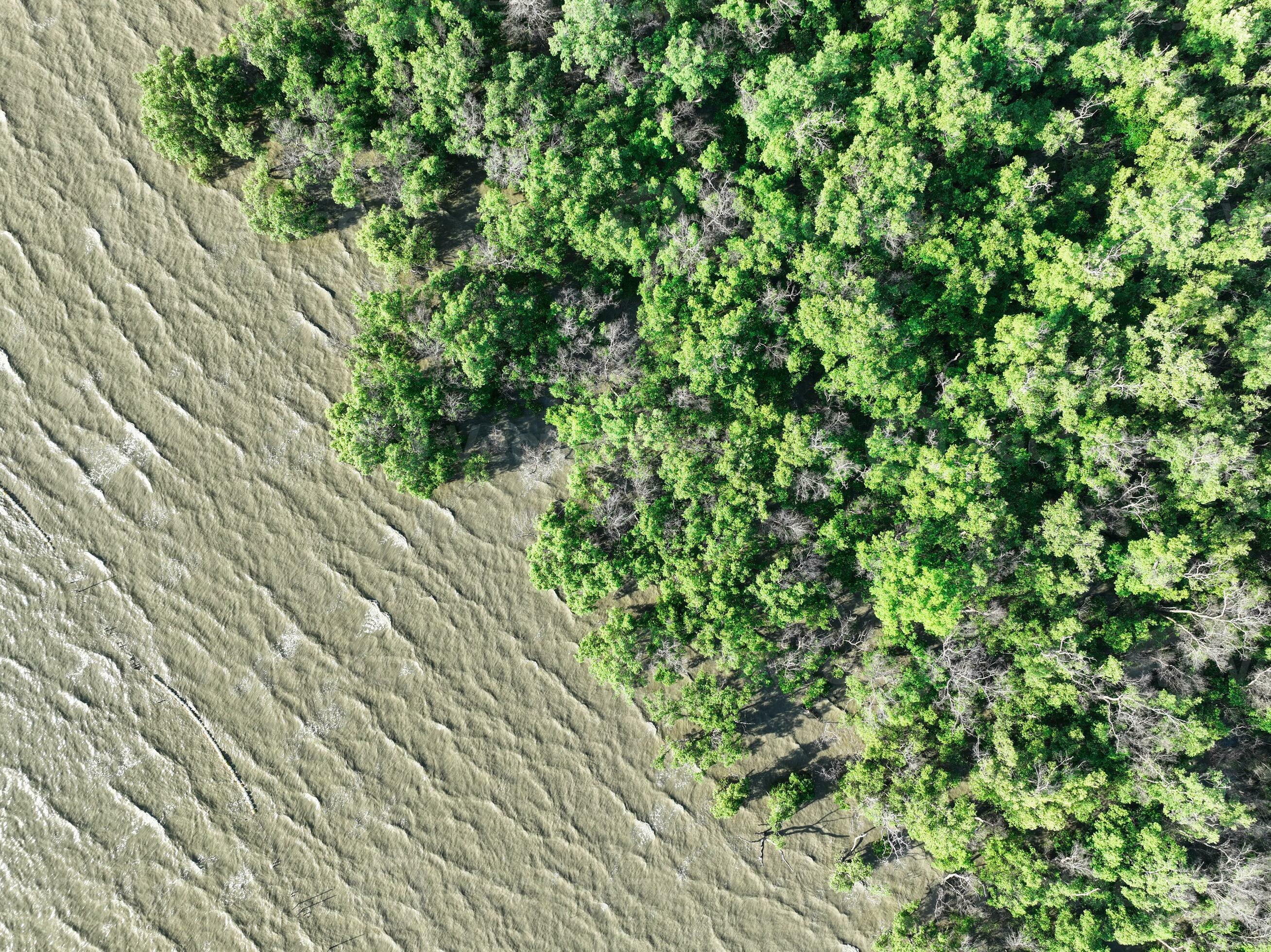 Aerial view green mangrove forest and sea water wave. Net zero