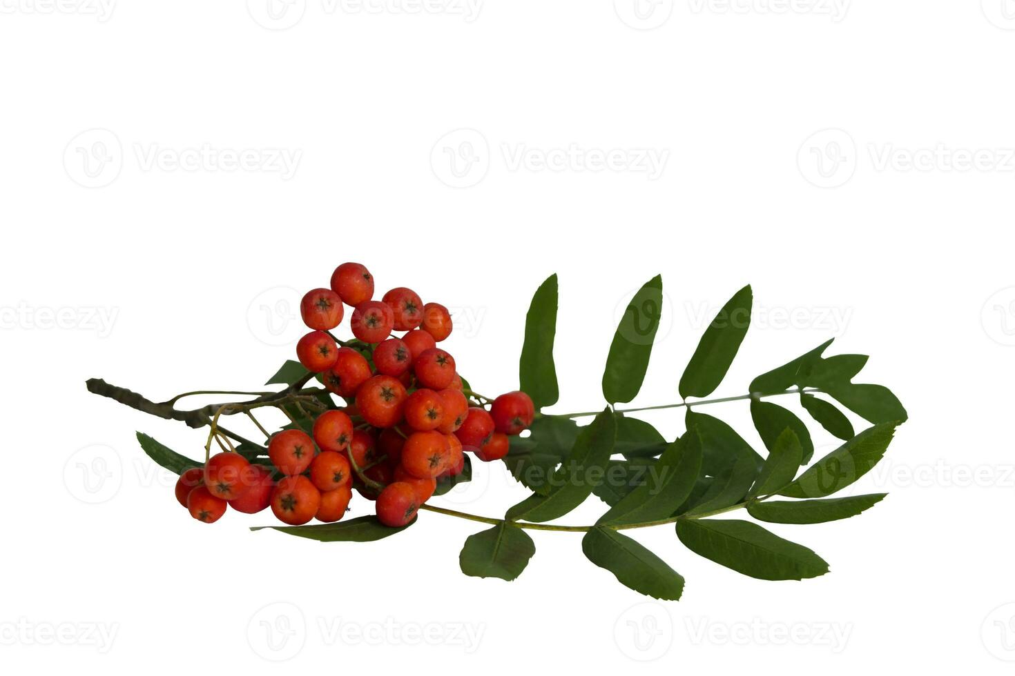 Autumn branch of red rowan berry with green rowan leaves isolated on white background photo