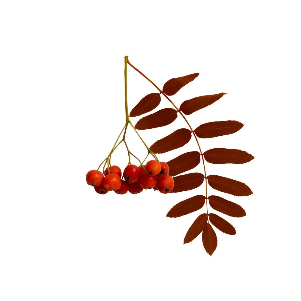 Autumn branch of red rowan berry with red rowan leaves isolated on white background photo