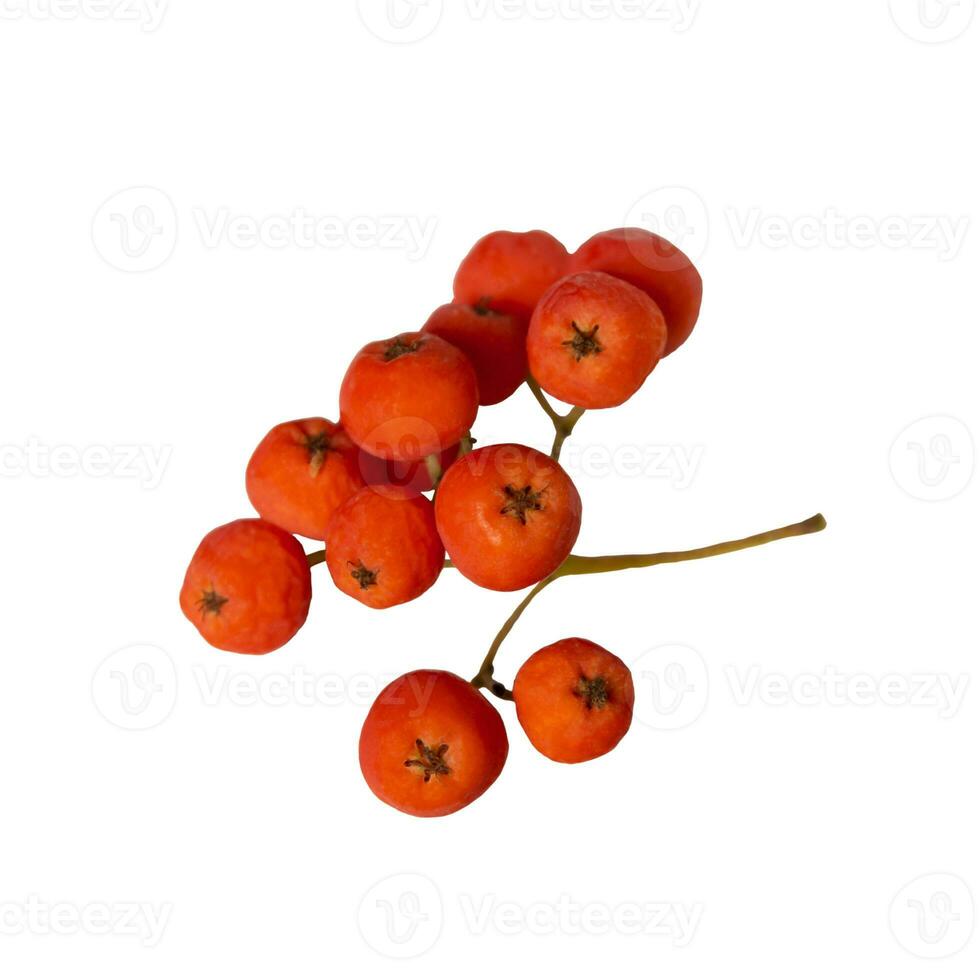 branch of red rowan berry isolated on white background photo