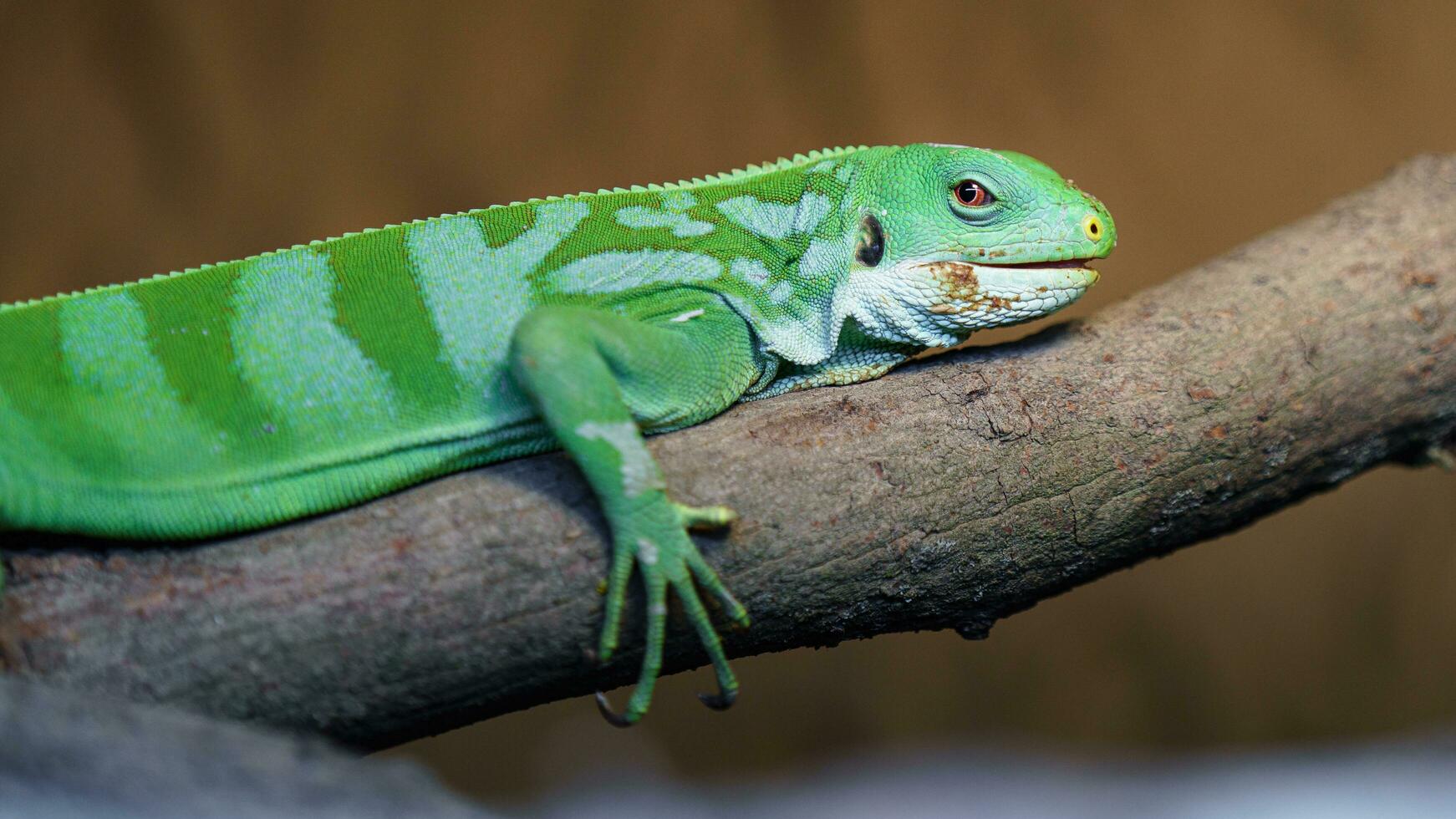 Fiji banded iguana photo