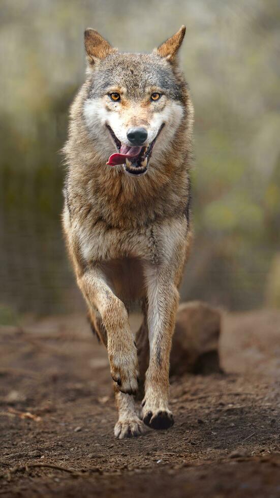 eurasiático lobo en zoo foto