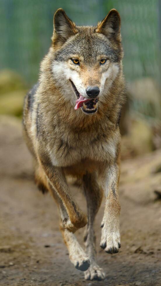 Eurasian wolf in zoo photo