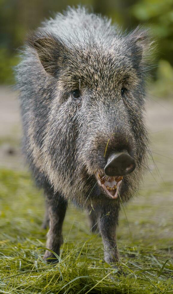 Chacoan Peccary in zoo photo