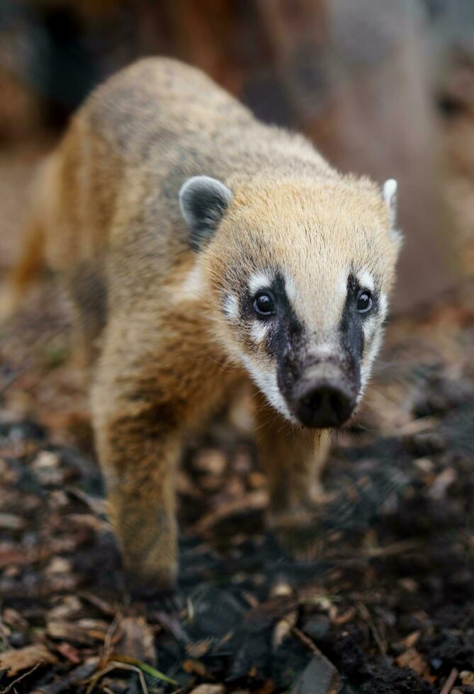 Brown nosed coati photo