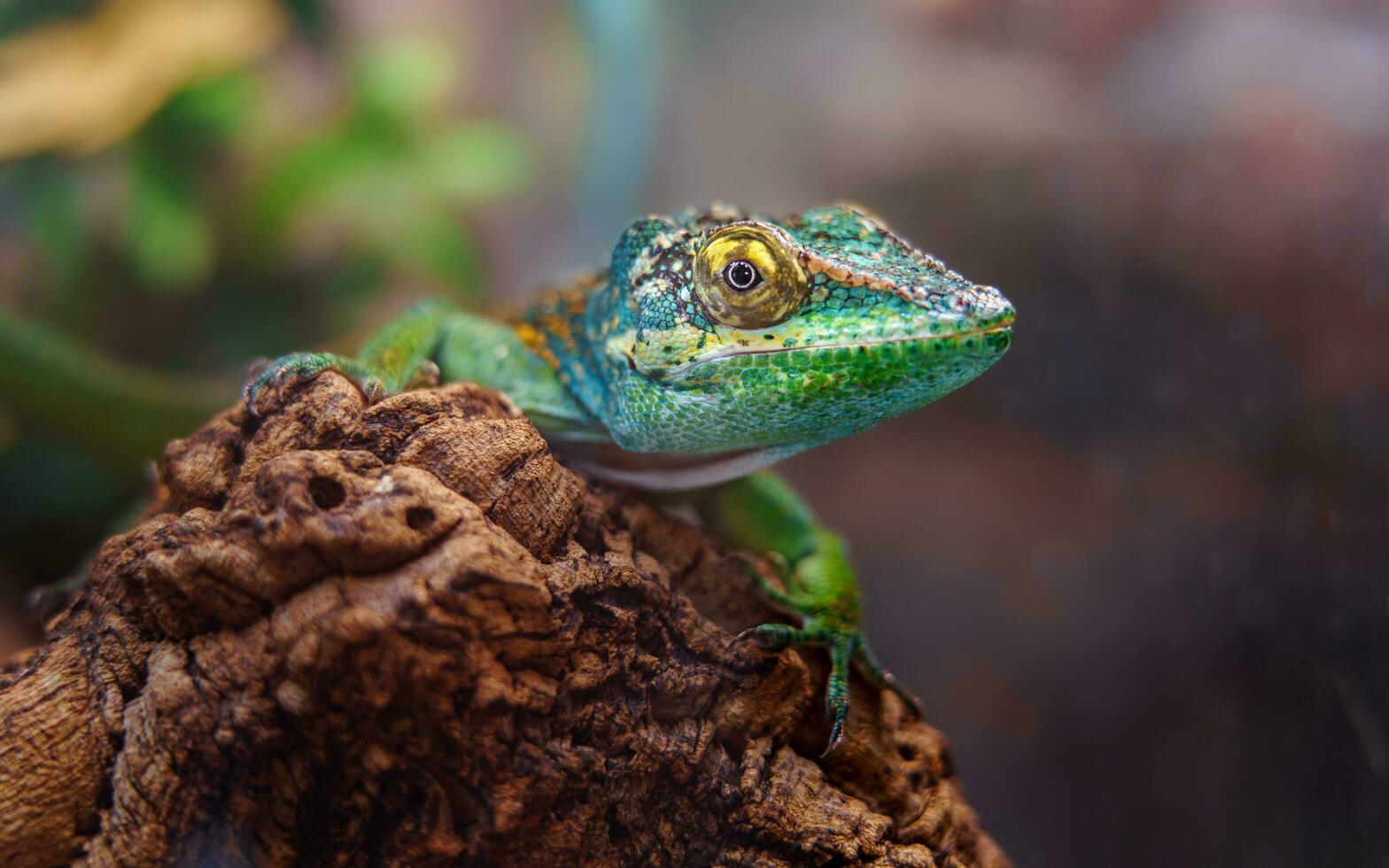 Baracoa giant anole photo
