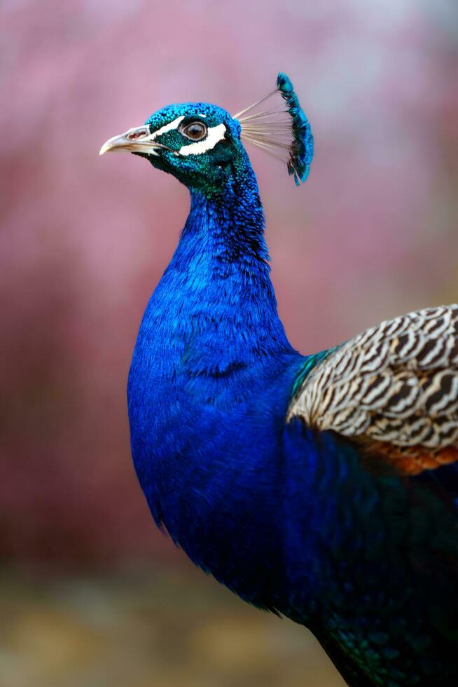 Indian peafowl with pink background photo