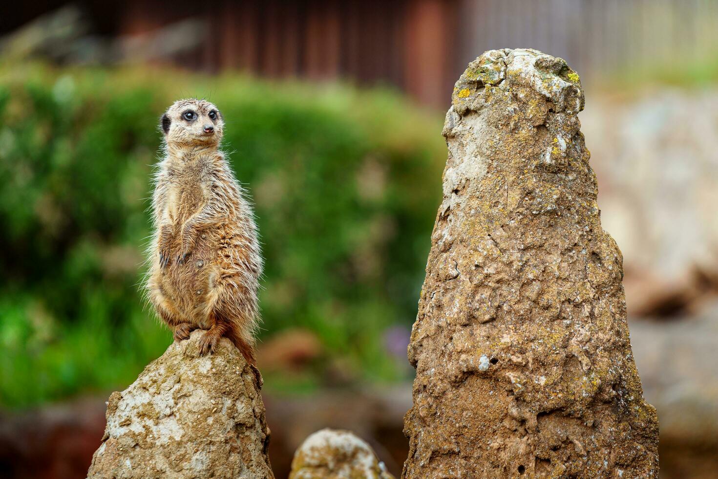 Meerkat on stone photo