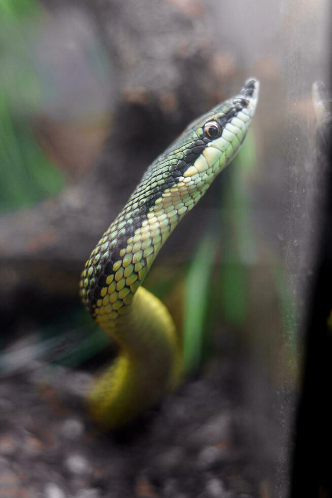 Baron's green racer photo